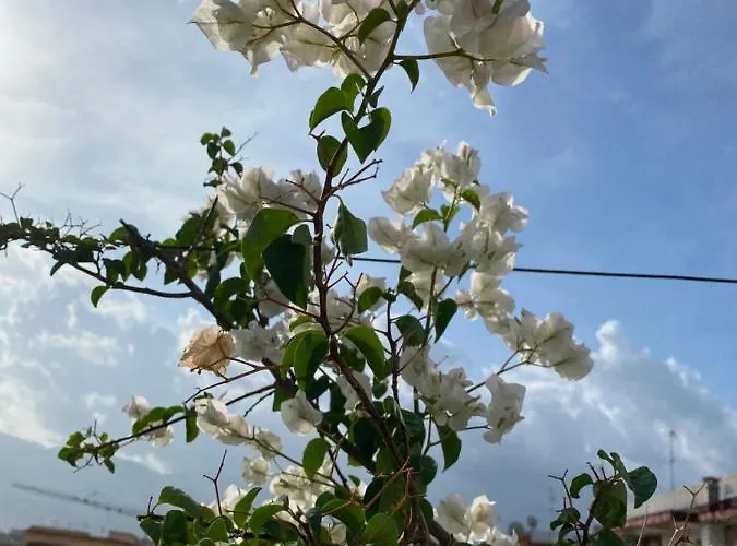 住宿加早餐酒店 Terafi